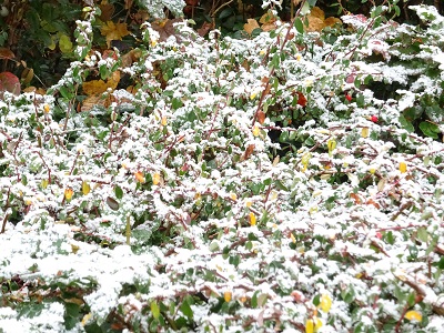 DSC00008