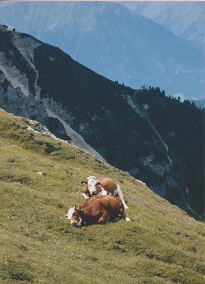 SFF 002