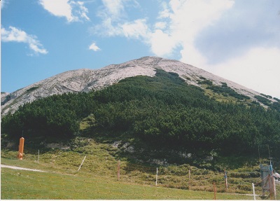 SFF 013