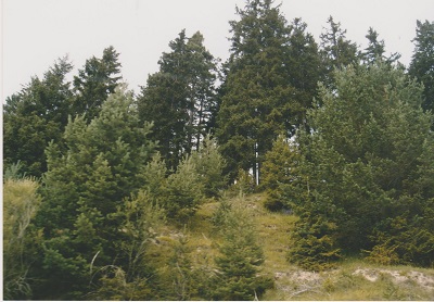 SFF 017
