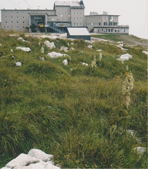 dach 006