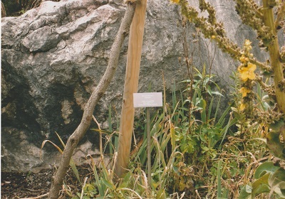 dach 5 001