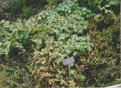 dach 5 002