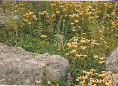 dach 5 009