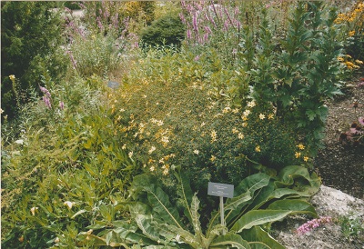 dach 5 010