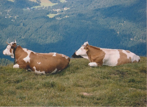 seefeld 002