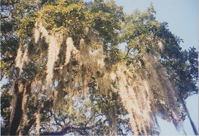 Savannah 1 001
