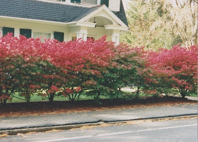 Aca 007
