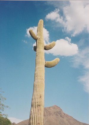 Ariz 002