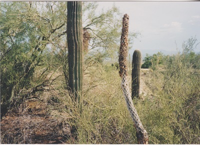 Ariz 004