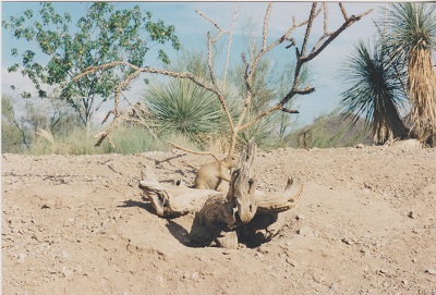 Ariz 005