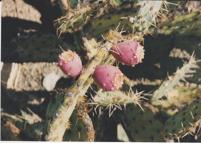 Ariz 008