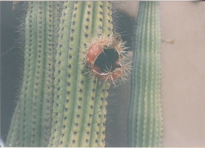 Ariz 009
