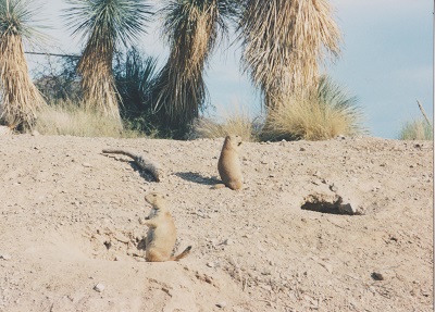 Ariz 012