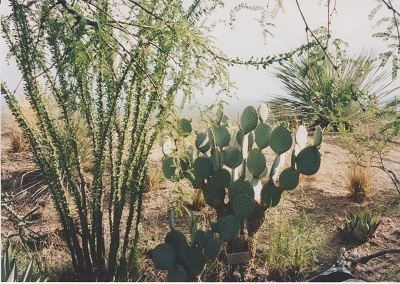 Ariz 013