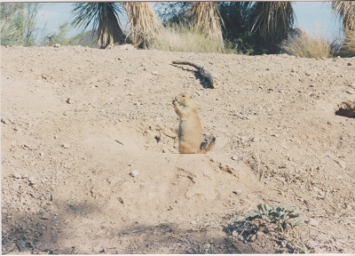 Ariz 014