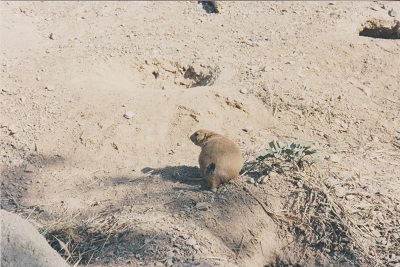 Ariz 015