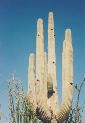 Casa Grande 001