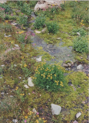 Glac 003