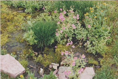 Glac 006