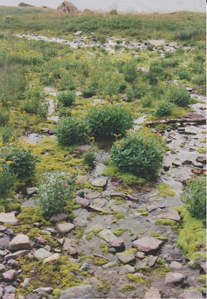 Glac 013