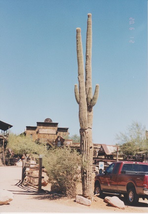 Goldfield 006