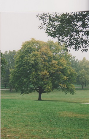 Huber 014