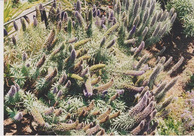 LA 006