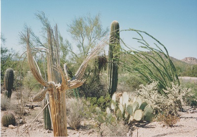 Saguaro 001