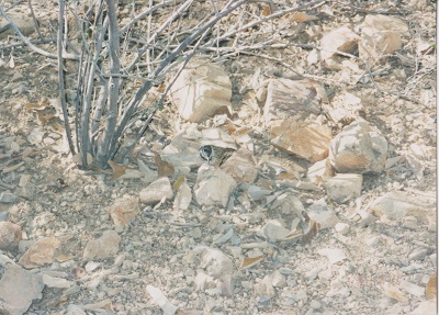 Saguaro 002