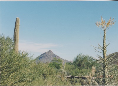 Saguaro 004