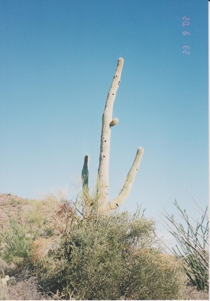 Saguaro 006