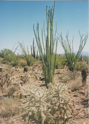 Saguaro 007