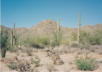 Saguaro 008