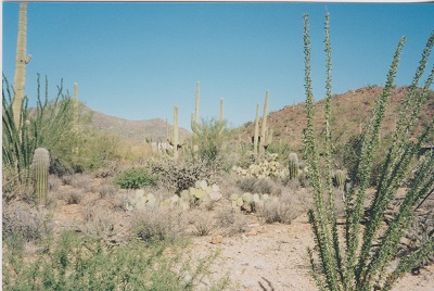 Saguaro 010