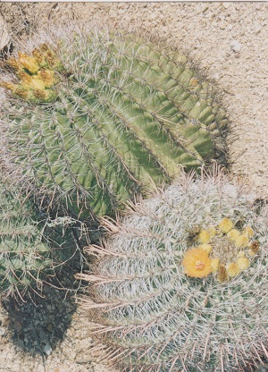 Saguaro 012