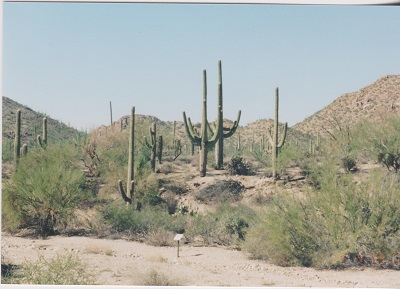 Saguaro 014