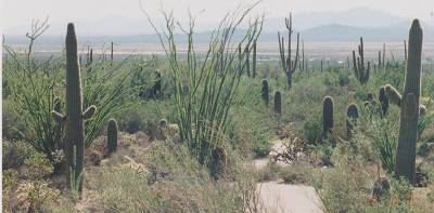 Saguaro 015