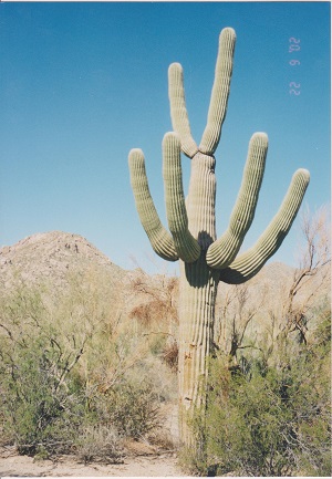 Saguaro 016