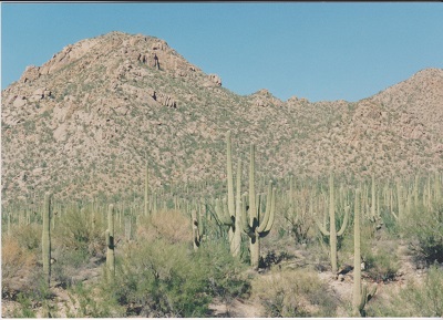 Saguaro 018