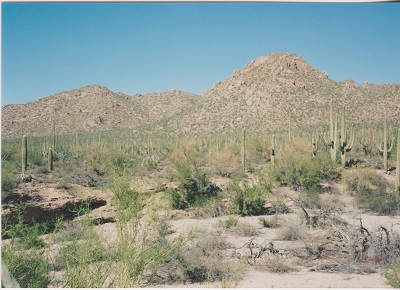 Saguaro 019