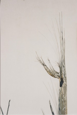 Saguaro 020