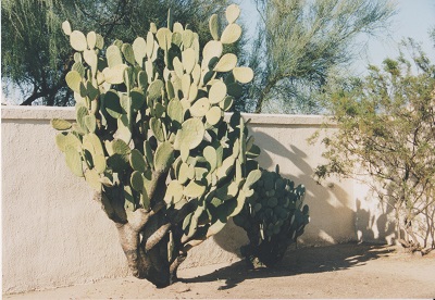 Tuma 001