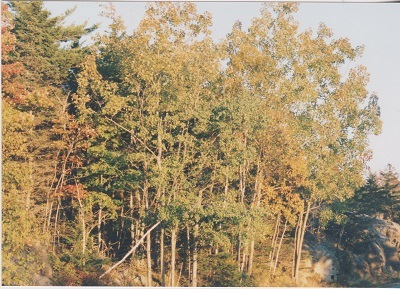 acad 009