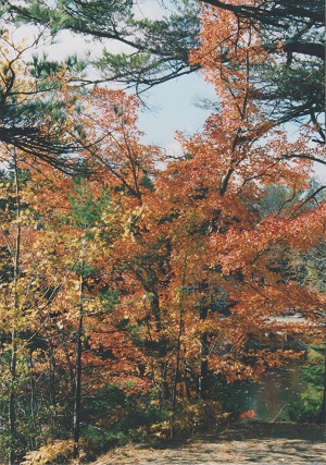 akadia 1