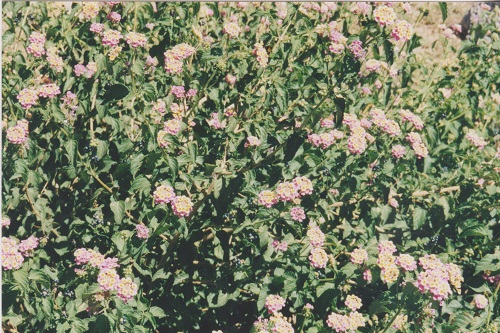 biosféra 010