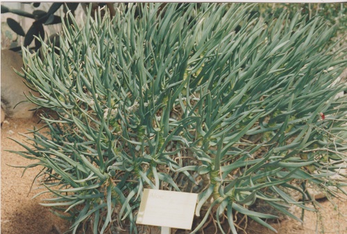 biosféra 013