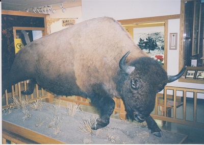 buf 008