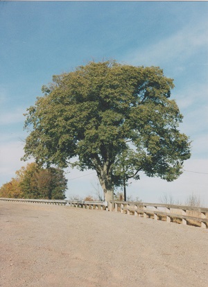 clinton 002
