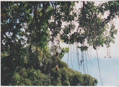 honolulu 019